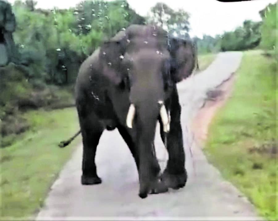 ಕನಕಪುರ ಬಳಿಯ ಕಾಡು ಶಿವನಹಳ್ಳಿ ಬಳಿ ಅರಣ್ಯ ಪ್ರದೇಶದಲ್ಲಿ ಬಸ್‌ ಅಡ್ಡಗಟ್ಟಿ ನಿಂತಿರುವ ಒಂಟಿ ಸಲಗ