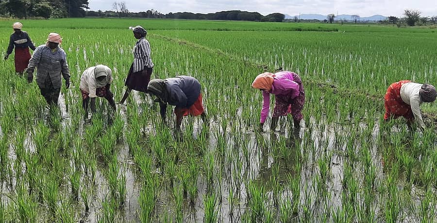 ಭತ್ತದ ಬೆಳೆಯತ್ತ ಹಿರೇಕೆರೂರು ರೈತರು
