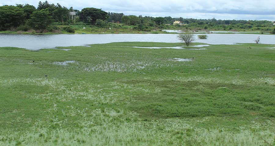 ಆನೇಕಲ್ ದೊಡ್ಡಕೆರೆಯ ನೋಟ