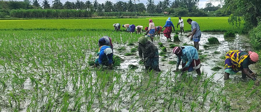 ಯಳಂದೂರು ತಾಲ್ಲೂಕಿನ ಗುಂಬಳ್ಳಿ ಗ್ರಾಮದ ಹೊರವಲಯದ ಗದ್ದೆಯಲ್ಲಿ ನಾಟಿ ಕಾರ್ಯದಲ್ಲಿ ತೊಡಗಿರುವ ಮಹಿಳೆಯರು