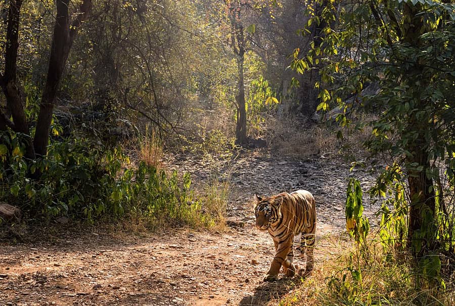 ಪ್ರಾತಿನಿಧಿಕ ಚಿತ್ರ