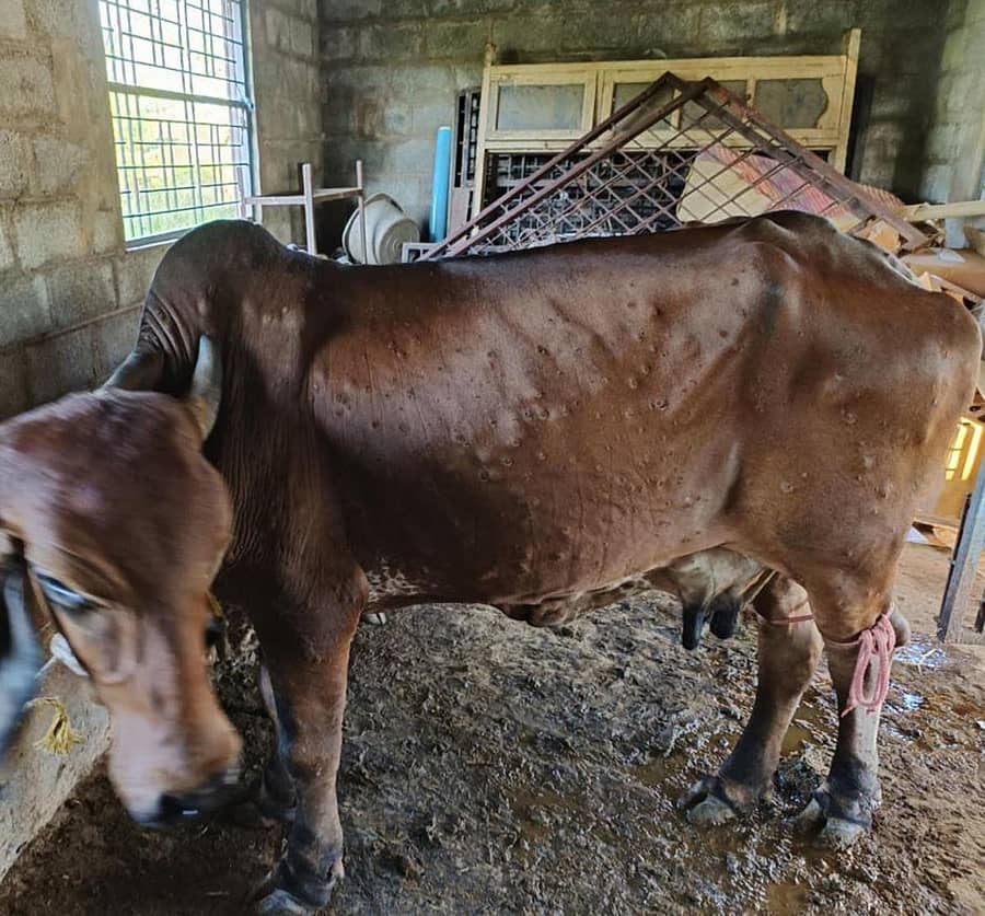 ಚರ್ಮಗಂಟು ರೋಗಕ್ಕೆ ತುತ್ತಾದ ಹಸು