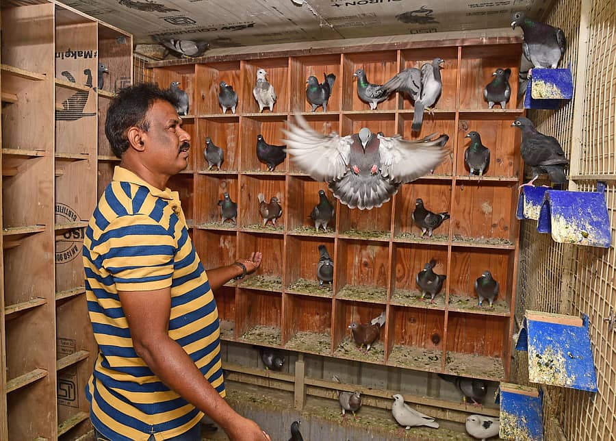 ಬೆಂಗಳೂರಿನ ವಿ. ಶಂಕರ್ ಅವರ ಮನೆಯಲ್ಲಿರುವ ತಮ್ಮ ಗೂಡುಗಳಲ್ಲಿ ಪಾರಿವಾಳಗಳು –ಪ್ರಜಾವಾಣಿ ಚಿತ್ರ/ರಂಜು ಪಿ.