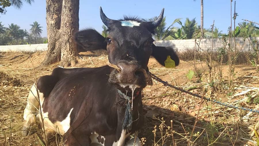 ಕಾಲುಬಾಯಿ ಜ್ವರ ಪೀಡಿತ ಹಸು (ಸಂಗ್ರಹ ಚಿತ್ರ)