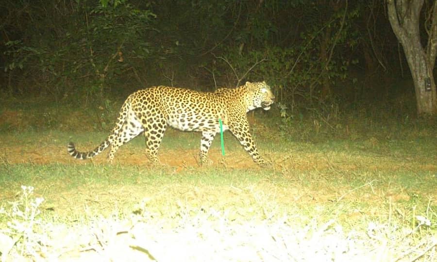 ಹನೂರು ತಾಲ್ಲೂಕಿನ ಕೆವಿಎನ್ ದೊಡ್ಡಿ ಗ್ರಾಮದ ಬಳಿ ಅರಣ್ಯ ಇಲಾಖೆ ಅಳವಡಿಸಿರುವ ಕ್ಯಾಮೆರಾದಲ್ಲಿ ಸೆರೆಯಾಗಿರುವ ಚಿರತೆಯ ಚಿತ್ರ