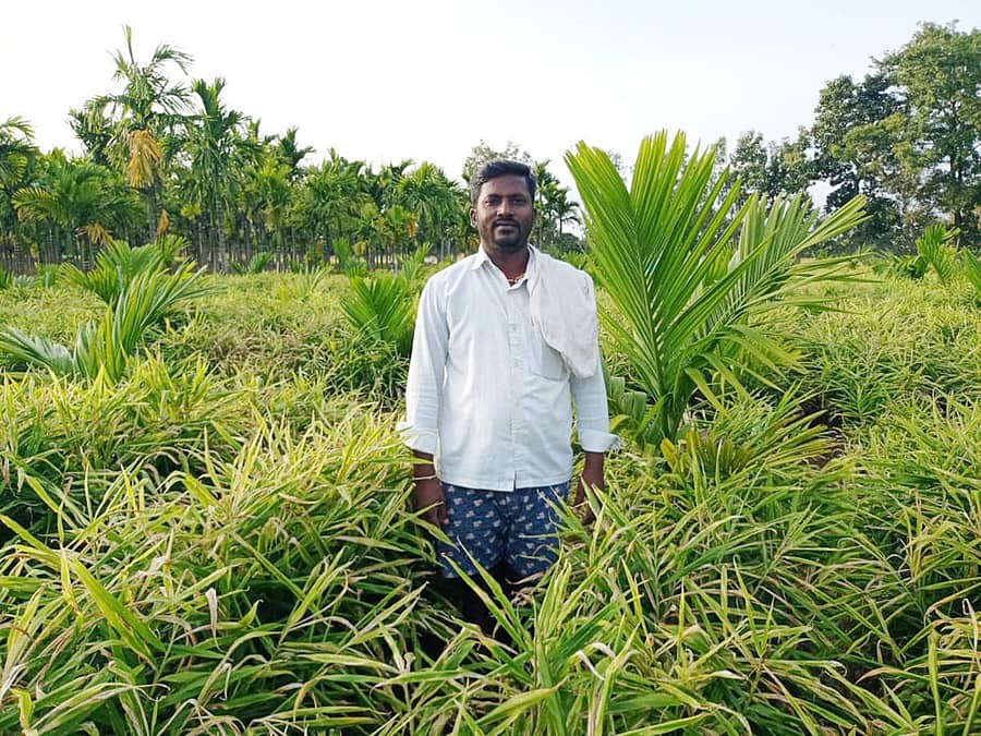 ತಿಳವಳ್ಳಿ ಸಮೀಪದ ಹುಲಗಡ್ಡಿ ಗ್ರಾಮದಚಂದ್ರಪ್ಪ ಪಂಚಪ್ಪ ತಲ್ಲೂರ ಅವರ ಅಡಿಕೆ ಮತ್ತು ಶುಂಠಿ ಬೇಸಾಯ