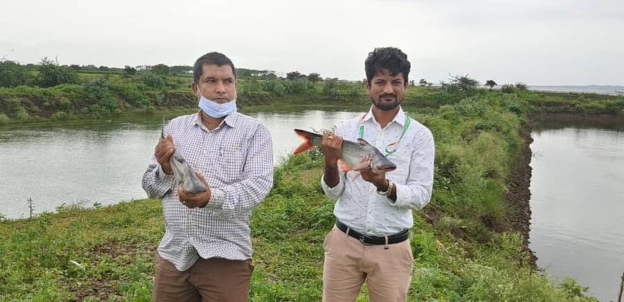 ಬೀದರ್ ಜಿಲ್ಲೆಯ ಕಾರಂಜಾ ಜಲಾಶಯದ ಹಿನ್ನೀರಿನಲ್ಲಿ ಬೆಳೆದ ಫಂಗಸ್ ಮೀನುಗಳು