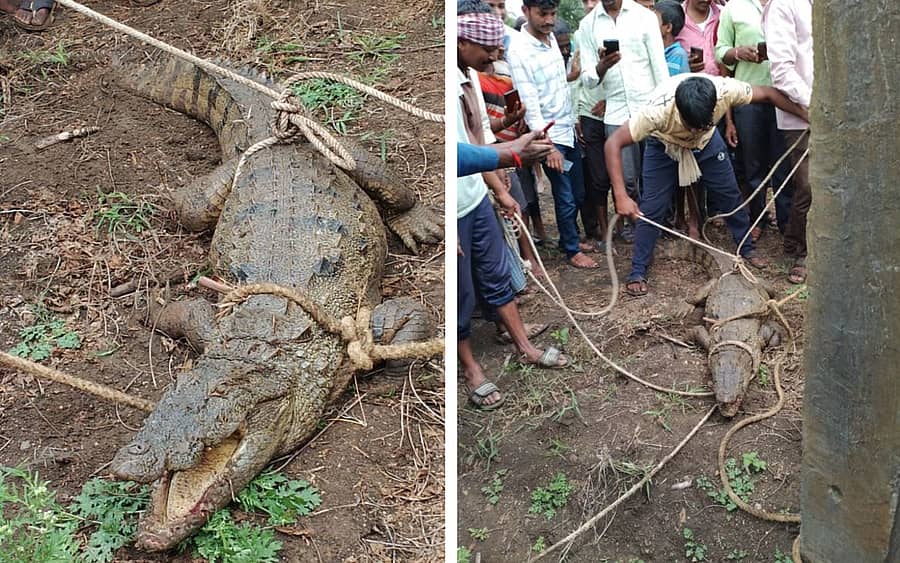 ಹೊಸೂರ ಗ್ರಾಮದ ಕೃಷಿ ಭೂಮಿಗೆ ನುಗ್ಗಿದ್ದ ಮೊಸಳೆಯನ್ನು ಸೆರೆ ಹಿಡಿದ ಗ್ರಾಮಸ್ಥರು.