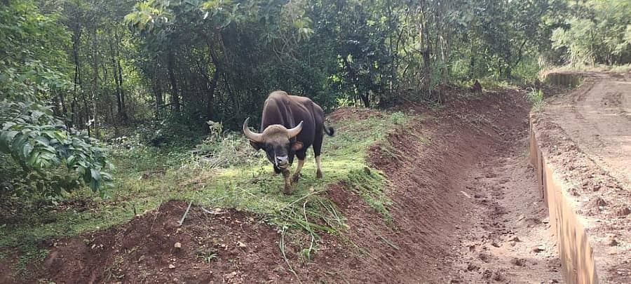 ಶಿವಮೊಗ್ಗದ ತ್ಯಾವರೆಕೊಪ್ಪದಲ್ಲಿನ ಹುಲಿ–ಸಿಂಹಧಾಮದ ಸಫಾರಿಯಲ್ಲಿ ಕಾಣಸಿಕ್ಕ ಕಾಡುಕೋಣ (ಎಡಚಿತ್ರ). ಸಫಾರಿಯಲ್ಲಿ ಕಾಣಸಿಕ್ಕ ಕಾಟಿಗಳು.