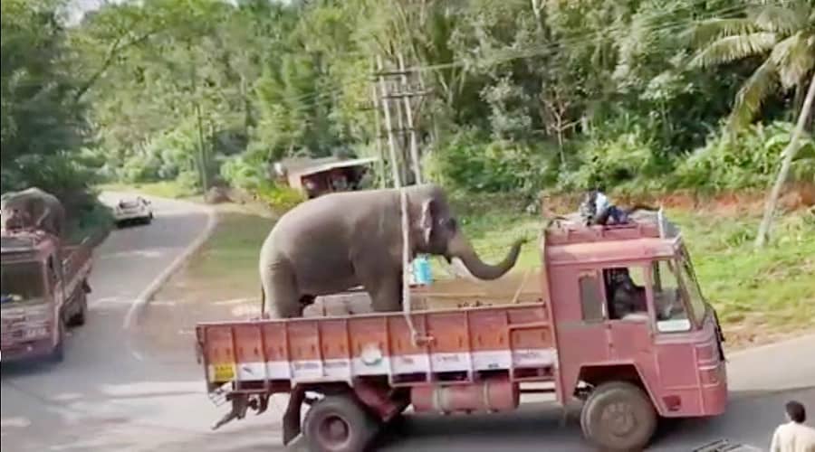 ಸಾಕಾನೆಯನ್ನು ಲಾರಿಯಲ್ಲಿ ವಾಪಸ್ ಕರೆದೊಯ್ಯಲಾಯಿತು