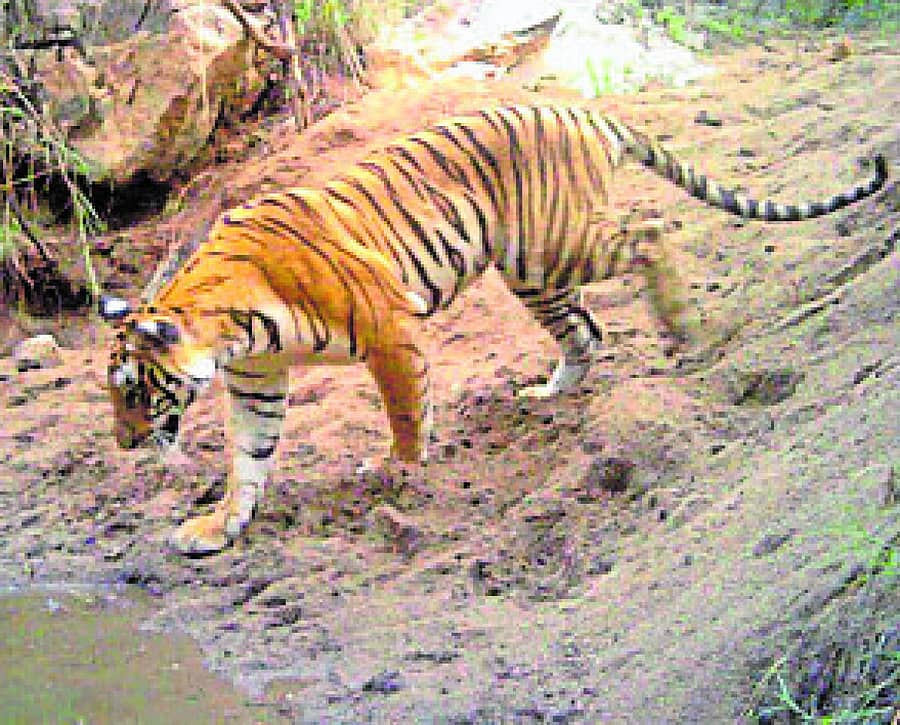 ಮಲೆ ಮಹೇಶ್ವರ ವನ್ಯಧಾಮದಲ್ಲಿ ಕ್ಯಾಮೆರಾ ಟ್ರ್ಯಾಪ್ನಲ್ಲಿ ಸೆರೆಯಾದ ಹುಲಿ