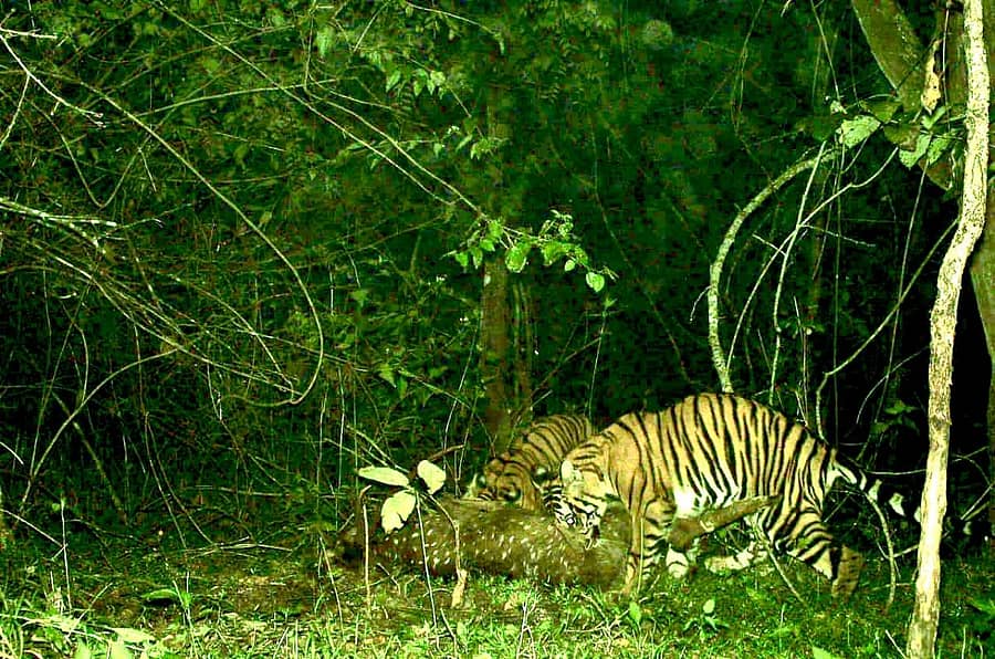 ಬೇಟೆಯಾಡಿ ಒಟ್ಟಿಗೆ ಆಹಾರ ಸೇವಿಸುತ್ತಿರುವ ಮೂರು ಹುಲಿ ಮರಿಗಳು