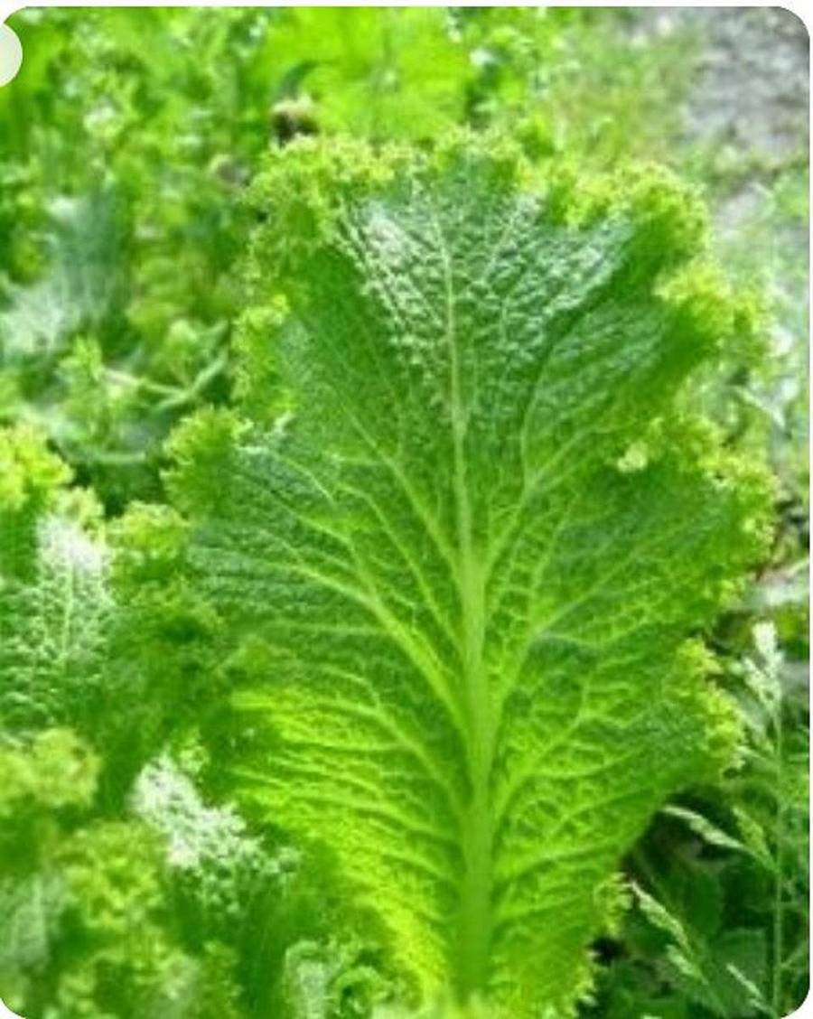 ಸಾಸಿವೆ ಎಲೆ