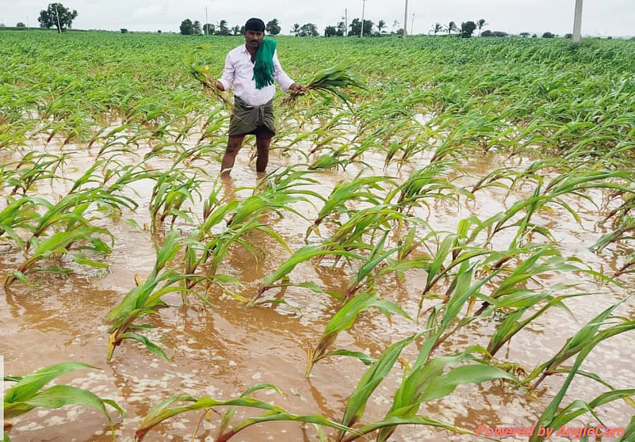 ಶಿಗ್ಗಾವಿ ತಾಲ್ಲೂಕಿನ ಬಂಕಾಪುರ ಸಮೀಪದ ಜಮೀನಿನಲ್ಲಿ ಮಳೆನೀರು ನುಗ್ಗಿ ಬೆಳೆ ಹಾನಿಯಾಗಿರುವುದು (ಸಂಗ್ರಹ ಚಿತ್ರ)