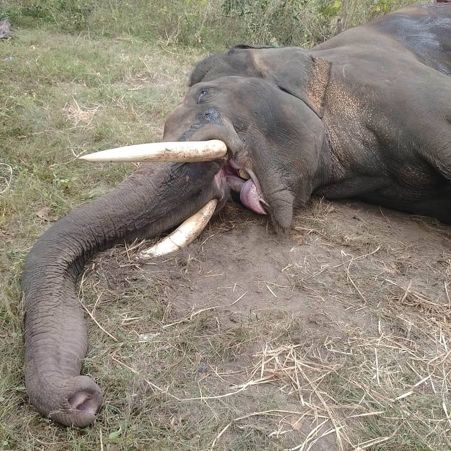 ಹುಣಸೂರಿನ ನಾಗರಹೊಳೆ ರಾಷ್ಟ್ರೀಯ ಉದ್ಯಾನದ ವೀರನಹೊಸಹಳ್ಳಿ ವಲಯದಲ್ಲಿ ಕಾಡಾನೆ ದಾಳಿಗೆ ಗಾಯಗೊಂಡು ಬುಧವಾರ ಮೃತಪಟ್ಟ ದಸರಾ ಆನೆ ‘ಗೋಪಾಲಸ್ವಾಮಿ’