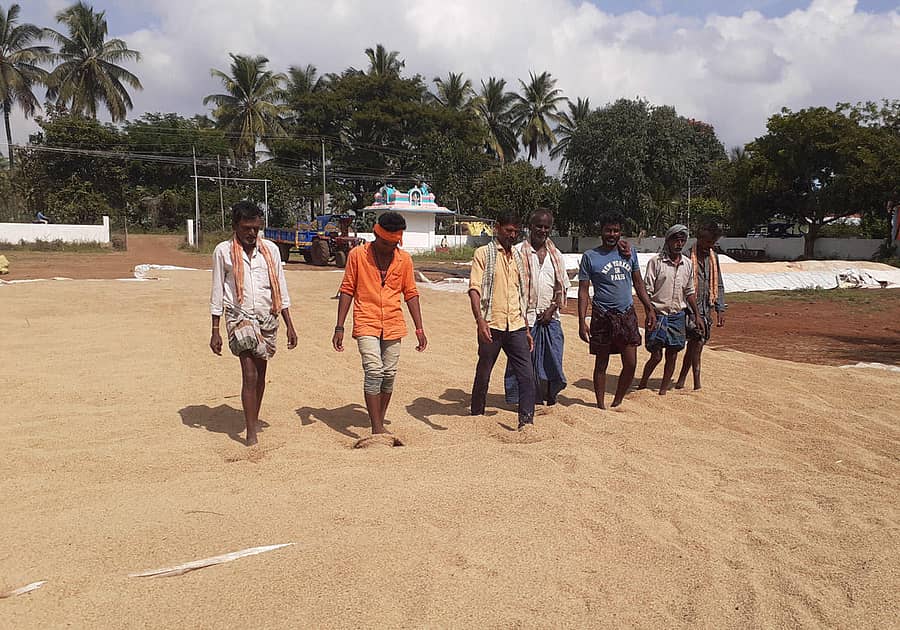 ಮಲೇಬೆನ್ನೂರು ಸಮೀಪದ ಎರೆಬೂದಿಹಾಳು ಗ್ರಾಮದಲ್ಲಿ ಬುಧವಾರ ಮಳೆಗಾಲದ ಭತ್ತದ ಬೆಳೆಯನ್ನು ಒಣಗಿಸಲು ಕಾಲಾಡುತ್ತಿರುವ ಕೃಷಿ ಕಾರ್ಮಿಕರು.