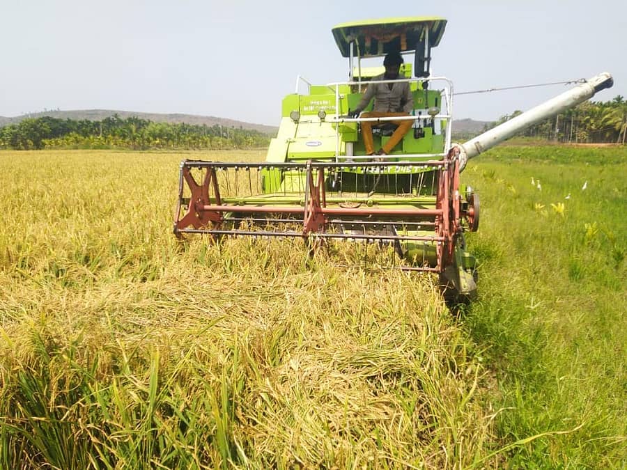 ಬಸವಾಪಟ್ಟಣ ಹೋಬಳಿಯಲ್ಲಿ ಶುಕ್ರವಾರ ರೈತರು ಯಂತ್ರಗಳಿಂದ ಭತ್ತದ ಕೊಯ್ಲು ಮಾಡುತ್ತಿರುವುದು