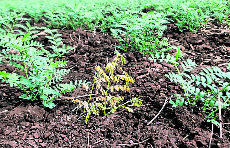 ಬಸವಕಲ್ಯಾಣ ತಾಲ್ಲೂಕಿನ ಕೊಹಿನೂರ ವ್ಯಾಪ್ತಿಯಲ್ಲಿ ತೊಗರಿ ಒಣಗಿದೆ