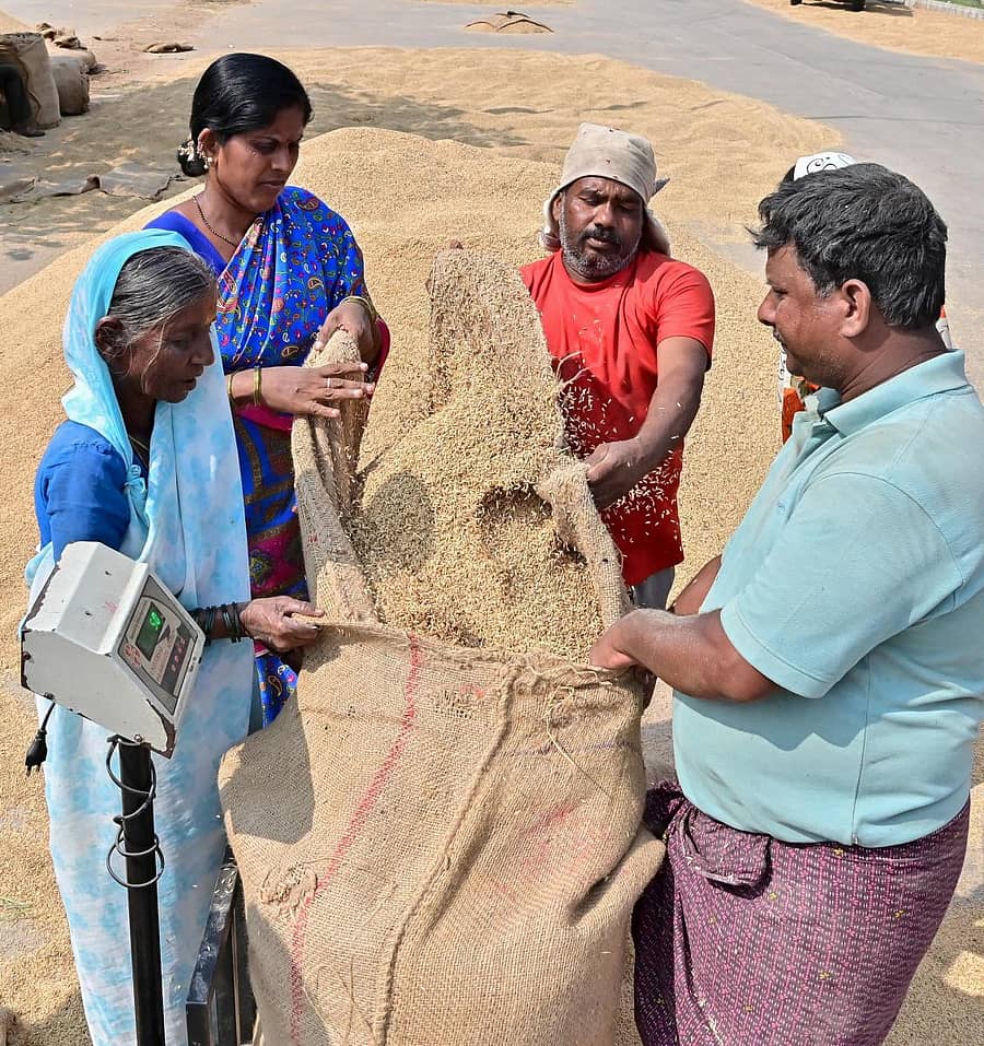 ದಾವಣಗೆರೆ ಎಪಿಎಂಸಿ ಆವರಣದಲ್ಲಿ ಕಾರ್ಮಿಕರು ಒಣಗಿಸಿದ ಭತ್ತವನ್ನು ಚೀಲಕ್ಕೆ ತುಂಬಿಸಿ ತೂಕ ಹಾಕುವುದರಲ್ಲಿ ನಿರತವಾಗಿರುವುದು –ಪ್ರಜಾವಾಣಿ ಚಿತ್ರ/ ಸತೀಶ ಬಡಿಗೇರ್