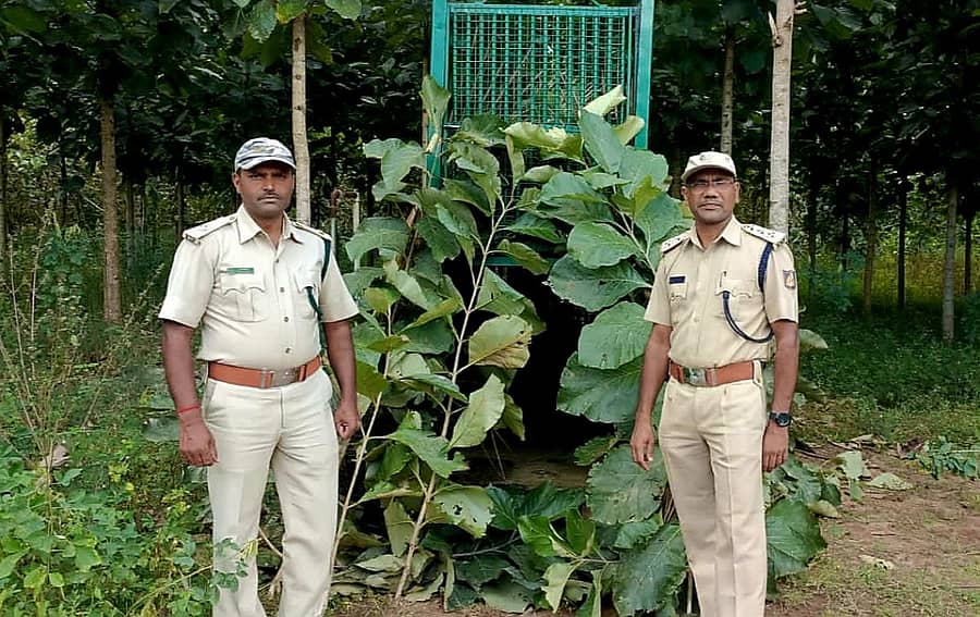 ನಗದಿಯಾತ್ ಕಾವಲಿನಲ್ಲಿ ಚಿರತೆ ಹಿಡಿಯಲು ಬೋನ್ ಇಟ್ಟಿರುವುದು.