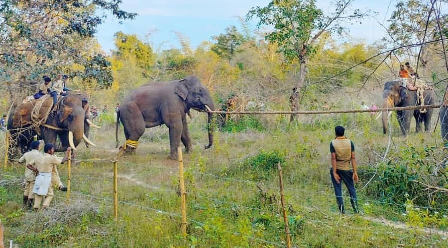 ಮೂಡಿಗೆರೆ ತಾಲ್ಲೂಕಿನ ಕುಂದೂರು ಗ್ರಾಮ ಪಂಚಾಯಿತಿ ವ್ಯಾಪ್ತಿಯ ಬೆಳಗೋಡು ಗ್ರಾಮದಲ್ಲಿ ಶನಿವಾರ ಸಾಕಾನೆಗಳ ಸಹಾಯದಲ್ಲಿ ಕಾಡಾನೆಯನ್ನು ಸೆರೆ ಹಿಡಿದು ಸ್ಥಳಾಂತರಿಸಲಾಯಿತು