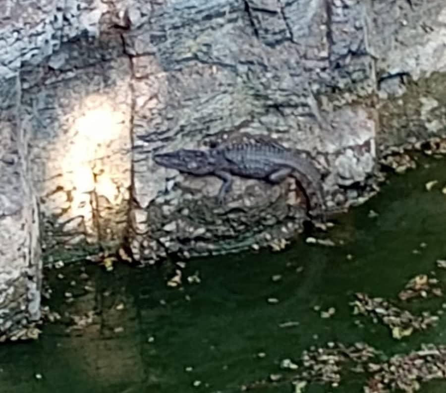 ಗೋಕಾಕ ತಾಲ್ಲೂಕಿನ ಸಾವಳಗಿ ಗ್ರಾಮದ ಬಾವಿಯಲ್ಲಿ ಕಾಣಿಸಿಕೊಂಡ ಮೊಸಳೆ ಮರಿ