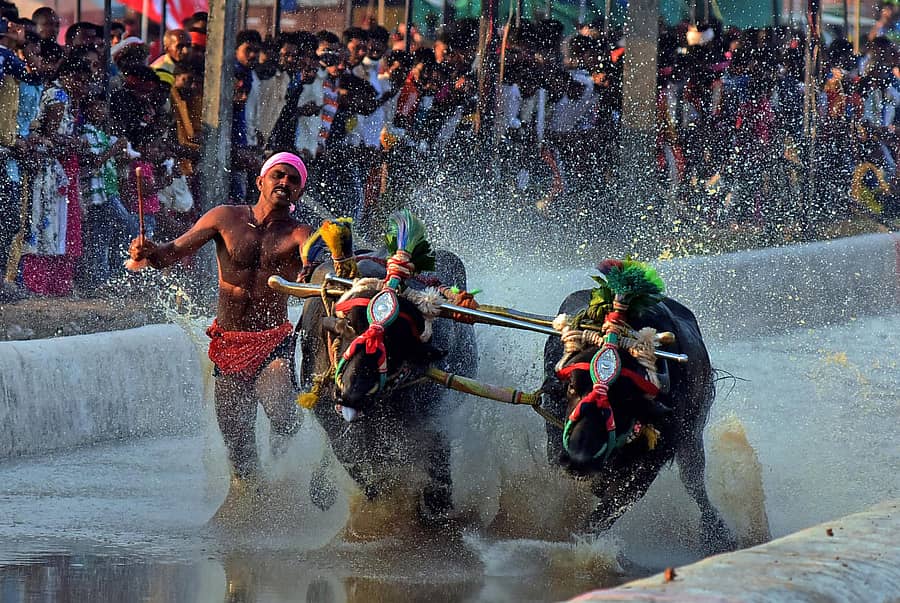 ಮರೋಡಿಯ ಶ್ರೀಧರ ಕುಲಾಲ್ ಅವರು ಕೋಣಗಳನ್ನು ಓಡಿಸಿದ ಪರಿ