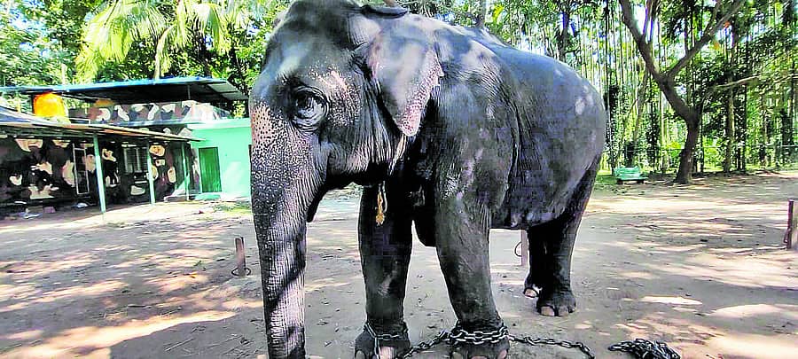 ಸಕ್ರೆಬೈಲು ಆನೆ ಬಿಡಾರದಲ್ಲಿ ನಾಲ್ಕನೇ ಬಾರಿಗೆ ತಾಯ್ತನದ ನಿರೀಕ್ಷೆಯಲ್ಲಿರುವ ಕುಂತಿ