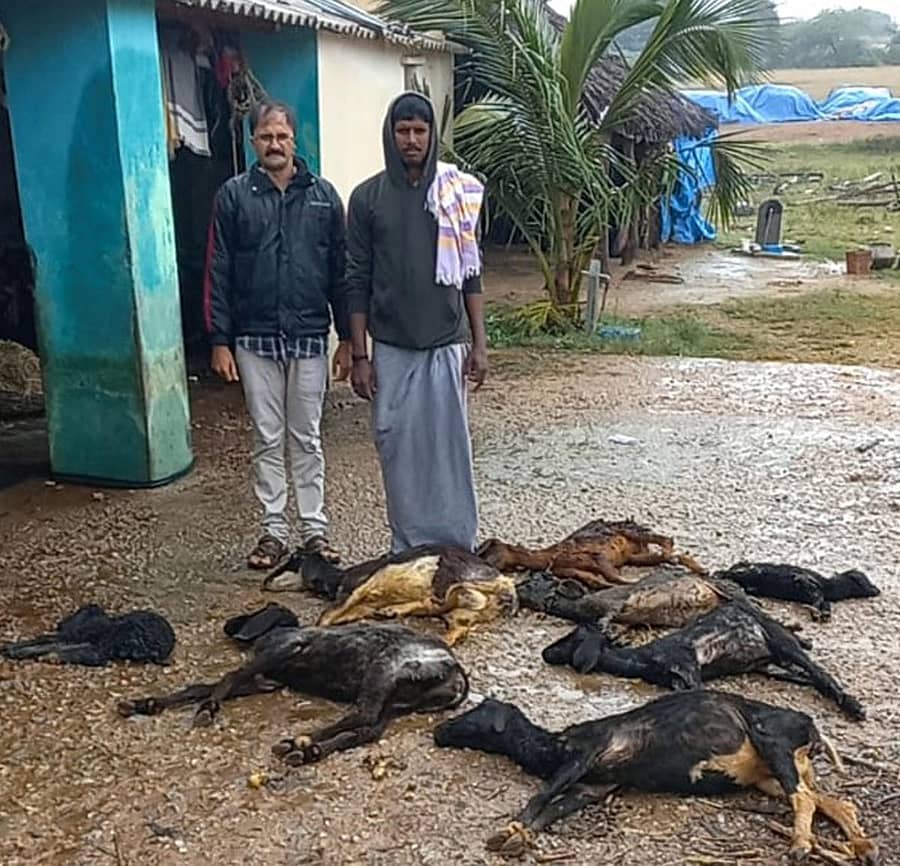 ಚಳ್ಳಕೆರೆ ತಾಲ್ಲೂಕಿನ ಬೊಮ್ಮದೇವರಹಟ್ಟಿ ಗ್ರಾಮದಲ್ಲಿ ಮಳೆ ಹಾಗೂ ಚಳಿಗಾಳಿಗೆ 7 ಕುರಿಗಳು ಮೃತಪಟ್ಟಿವೆ