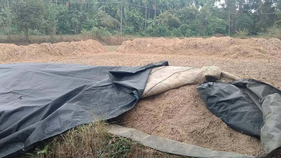 ಶಿರಸಿ ತಾಲ್ಲೂಕಿನ ಕಿರವತ್ತಿಯಲ್ಲಿ ಕೊಯ್ಲು ಮಾಡಿಟ್ಟ ಭತ್ತದ ತೆನೆ ರಾಶಿಯನ್ನು ಮಳೆಯಿಂದ ರಕ್ಷಿಸಲು ರೈತರೊಬ್ಬರು ತಾಡಪತ್ರಿ ಮುಚ್ಚಿದ್ದರು