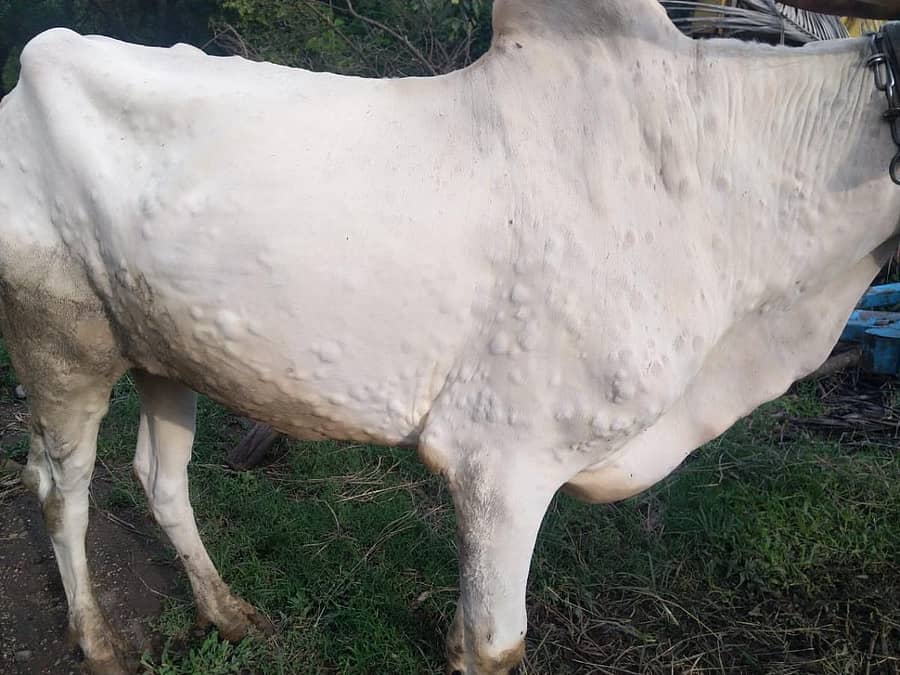 ಲಂಪಿಸ್ಕಿನ್ ಸೋಂಕಿನಿಂದಾಗಿ ಎತ್ತಿನ ಮೈಮೇಲೆ ಉಂಟಾದ ಗಂಟುಗಳು(ಸಾಂದರ್ಭಿಕ ಚಿತ್ರ)