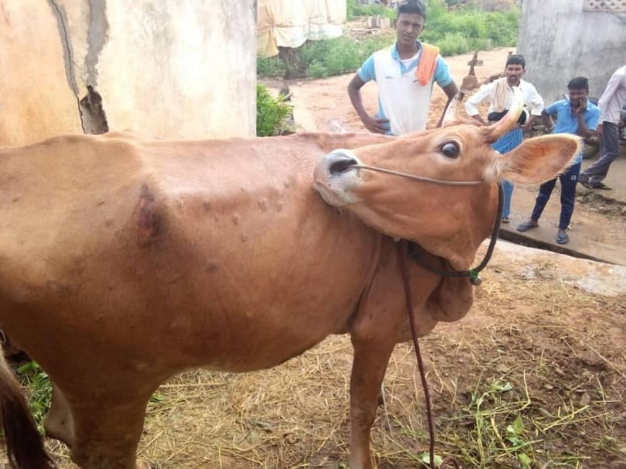 ಹಸುವಿಗೆ ಚರ್ಮಗಂಟು ರೋಗ ತಗುಲಿರುವುದು