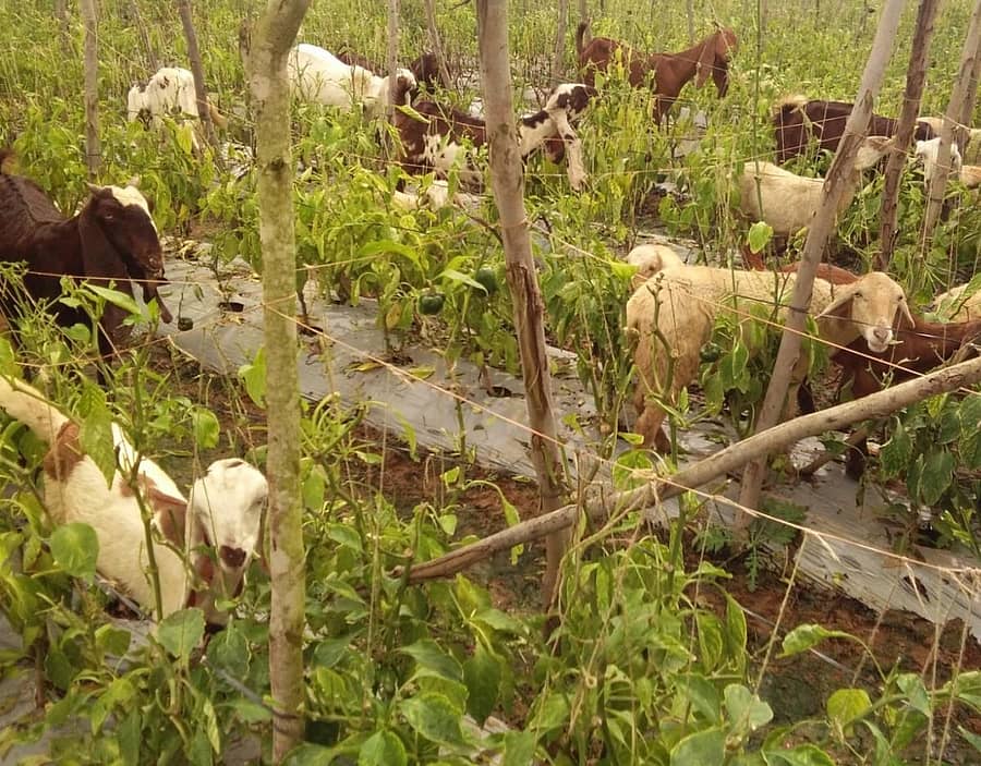 ಕೋಲಾರ ತಾಲ್ಲೂಕಿನ ಕಾಕಿನೆತ್ತದಲ್ಲಿ ರೈತ ಮಂಜುನಾಥ್ ತಾವು ಬೆಳೆದಿದ್ದ ಕ್ಯಾಪ್ಸಿಕಂ ಬೆಳೆಯನ್ನು ಕುರಿ, ಮೇಕೆ ಬಿಟ್ಟು ಮೇಯಿಸಿದರು