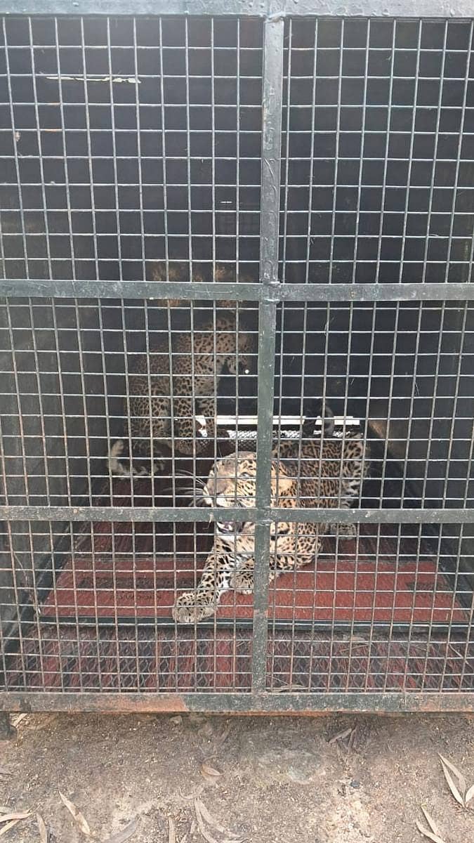 ಮದ್ದೂರು ತಾಲ್ಲೂಕಿನ ಮಾರಸಿಂಗನಹಳ್ಳಿ ಬಳಿ ಎರಡು ಹೆಣ್ಣು ಚಿರತೆಗಳು ಬೋನಿಗೆ ಬಿದ್ದಿದ್ದವು