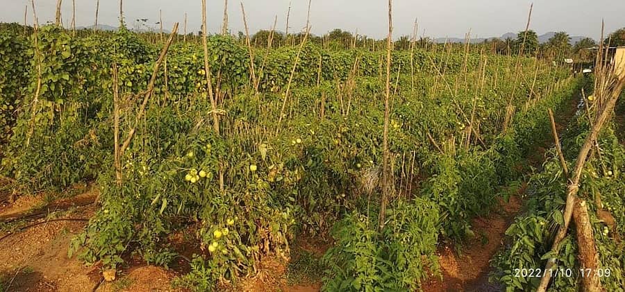ಹೊಸದುರ್ಗದ ನಾಗರಕಟ್ಟೆ ಗ್ರಾಮದಲ್ಲಿ ವಿಜಯಕುಮಾರಿ ಎಂ.ಆರ್ ಅವರ ಜಮೀನಿನಲ್ಲಿ ಉತ್ಕೃಷ್ಟವಾಗಿ ಬೆಳೆದಿರುವ ಟೊಮೆಟೊ