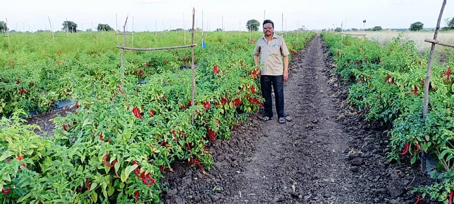 ಚಡಚಣದ ಹೊರವಲಯದ ಮಹಾರಾಷ್ಟ್ರದ ಸರಹದ್ದಿನಲ್ಲಿರುವ ರೈತ ಉಮೇಶ ಕೊಂಕಣಗಾಂವ  ತಮ್ಮ ಜಮೀನಿನಲ್ಲಿವ ಬೆಳೆದಿರುವ ಬ್ಯಾಡಗಿ ಮೆಣಸಿನ ಕಾಯಿ ಬೆಳೆ 