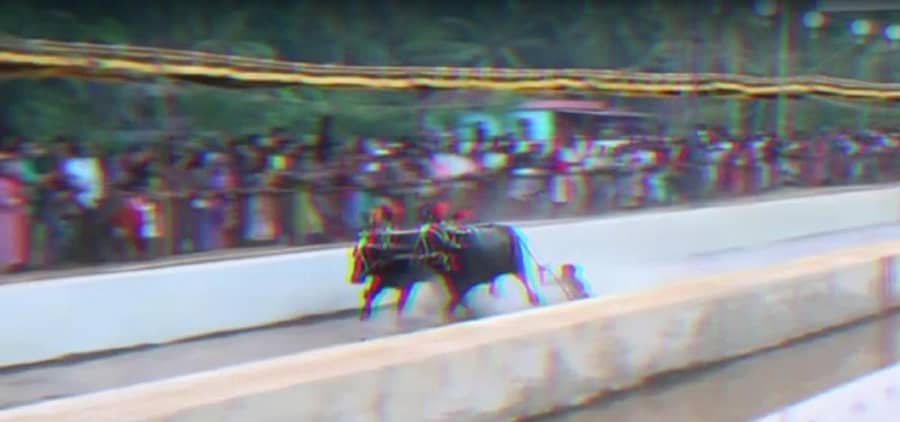 ಮೂಲ್ಕಿ ಸೀಮೆ ಅರಸು ಕಂಬಳದ ಹಗ್ಗ ಹಿರಿಯ ವಿಭಾಗದ ಫೈನಲ್ ಸ್ಪರ್ಧೆಯಲ್ಲಿ ಕೋಣ ಓಡಿಸುವಾಗ ಆಯಾ ತಪ್ಪಿ ಬಿದ್ದರೂ ಗುರಿ ಮುಟ್ಟುವಲ್ಲಿ ಯಶಸ್ವಿಯಾದ ವಂದಿತ್ ಶೆಟ್ಟಿ.