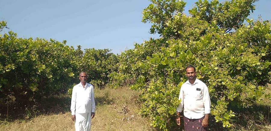 ಚಿಕ್ಕಜಾಜೂರು ಸಮೀಪದ ಹಿರಿಯೂರು ಗ್ರಾಮದಲ್ಲಿ ಬೆಳೆದ ಗೋಡಂಬಿ ತೋಟದಲ್ಲಿ ರೈತ ವಿರೂಪಾಕ್ಷಯ್ಯ ಹಾಗೂ ಮಗ ಲೋಕೇಶ್