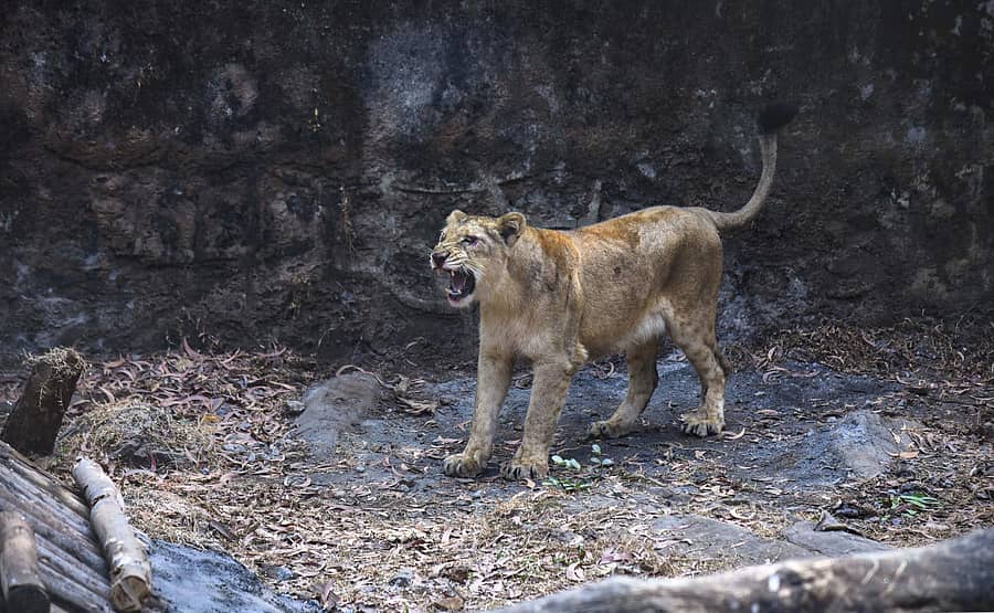 ಸಾಂದರ್ಭಿಕ ಚಿತ್ರ | ಪಿಟಿಐ