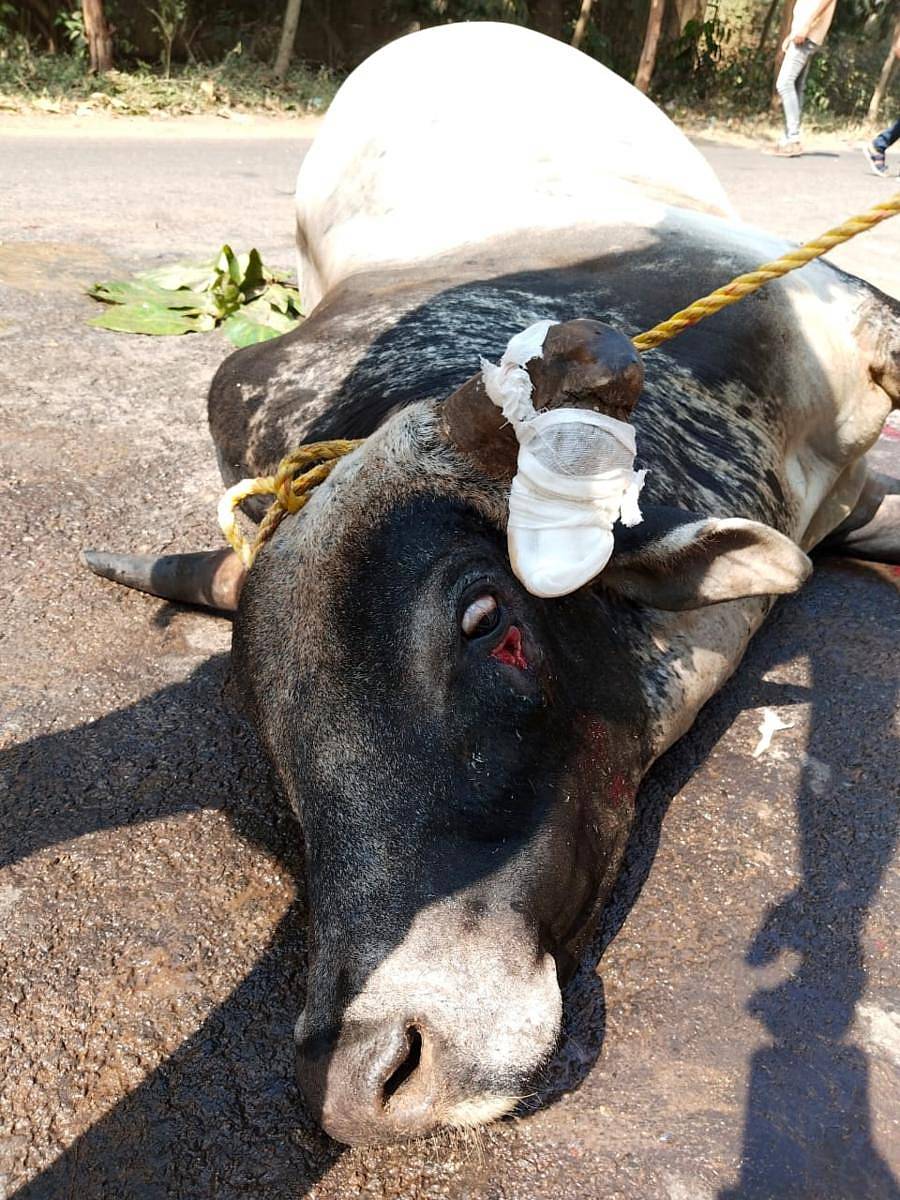 ಗೂಳಿಯ ಕೊಂಬನ್ನು ಕತ್ತರಿಸಿರುವುದು