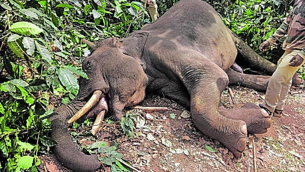 ಕಾರ್ಯಾಚರಣೆ ವೇಳೆ ಆಯ ತಪ್ಪಿ ಗುಂಡಿಗೆ ಬಿದ್ದು ಮೃತಪಟ್ಟ ಕಾಡಾನೆ