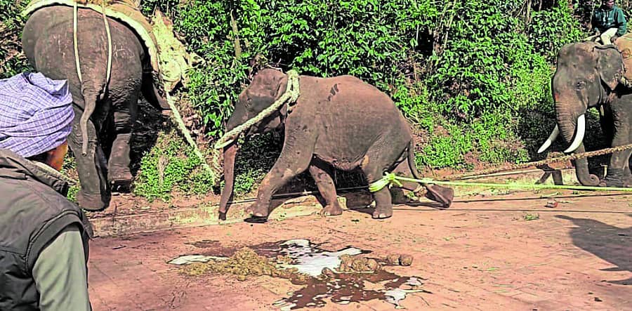 ಸುಂಟಿಕೊಪ್ಪ ಸಮೀಪದ ಅತ್ತೂರು ನಲ್ಲೂರು ಗ್ರಾಮದಲ್ಲಿ ಸೆರೆಯಾದ ಕಾಡಾನೆಯನ್ನು ಸಾಕಾನೆಗಳು ಎಳೆದೊಯ್ದ ಚಿತ್ರಣ