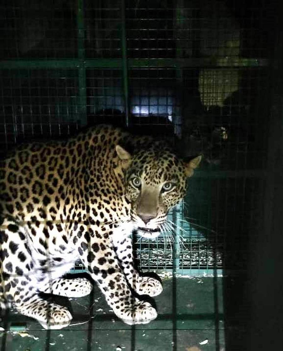 ತಾವರಗೇರಾ ಸಮೀಪದ ಗುಡ್ಡದಲ್ಲಿ ಶನಿವಾರ ಸಂಜೆ ಅರಣ್ಯ ಇಲಾಖೆ ಅಳವಡಿಸಿದ್ದ ಬೋನಿಗೆ ಚಿರತೆ ಬಿದ್ದಿರುವುದು