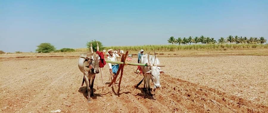 ಅಳವಂಡಿ ಸಮೀಪದ ತಿಗರಿ ಗ್ರಾಮದ ತುಂಗಭದ್ರಾ ಜಲಾಶಯದ ಹಿನ್ನೀರು ಪ್ರದೇಶದಲ್ಲಿ ರೈತರು ಬಿತ್ತನೆ ಕಾರ್ಯದಲ್ಲಿ ತೊಡಗಿರುವುದು