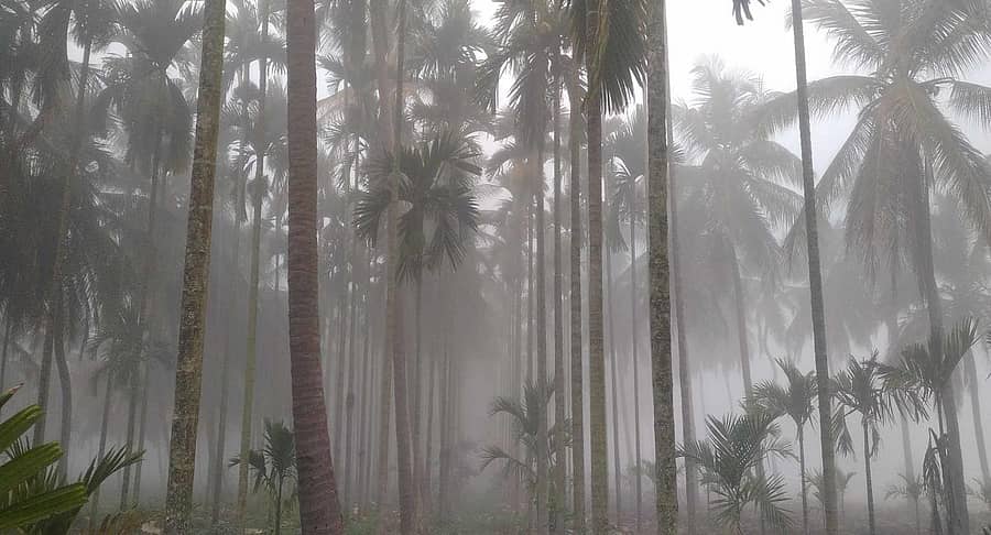 ಚಿಕ್ಕಜಾಜೂರಿನ ಅಡಿಕೆ ತೋಟದಲ್ಲಿ ಸೋಮವಾರ ದಟ್ಟ ಮಂಜು ಆವರಿಸಿತ್ತು