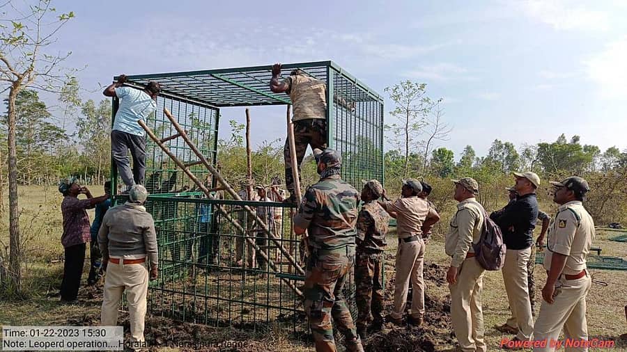 ಮೈಸೂರಿನ ತಿ.ನರಸೀಪುರ ತಾಲ್ಲೂಕಿನ ಹೊರಳಹಳ್ಳಿಯಲ್ಲಿ ಚಿರತೆ ಸೆರೆಗೆ ಭಾರಿ ಗಾತ್ರದ ‘ತುಮಕೂರು ಕೇಜ್’ ಅನ್ನು ಅರಣ್ಯ ಇಲಾಖೆ ಸಿಬ್ಬಂದಿ ಅಳವಡಿಸಿದರು