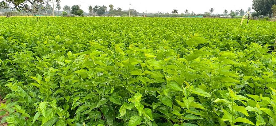 ವಿಜಯಪುರ ಪಟ್ಟಣದಲ್ಲಿ ರೈತರೊಬ್ಬರು ಬೆಳೆದಿರುವ ಹಿಪ್ಪುನೇರಳೆ ಬೆಳೆ