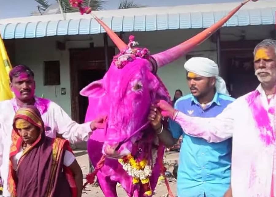 ಮಹಾಲಿಂಗಪುರ ಸಮೀಪದ ನಂದಗಾಂವ ಗ್ರಾಮದ ರೈತ ವಿಠ್ಠಲ ಮ್ಯಾಗಾಡಿ ಅವರು ₹13.60 ಲಕ್ಷಕ್ಕೆ ಖರೀದಿ ಮಾಡಿರುವ ಎತ್ತು