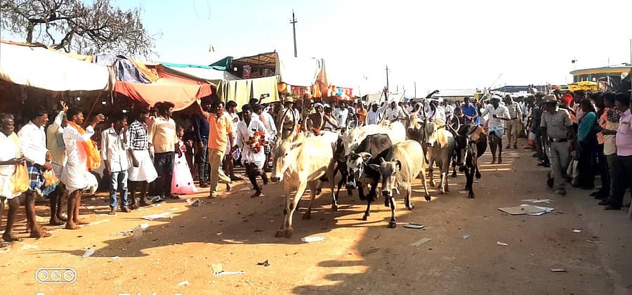 ಮೊಳಕಾಲ್ಮುರು ತಾಲ್ಲೂಕಿನ ಚಿಕ್ಕುಂತಿ ದೇವರಹಟ್ಟಿಯಲ್ಲಿ ಶುಕ್ರವಾರ ನಡೆದ ಕಂಪಳರಂಗ ಸ್ವಾಮಿ ಜಾತ್ರೆಯಲ್ಲಿ ಪದಿಗಳ ಮುಂದೆ ದೇವರ ಎತ್ತುಗಳನ್ನು ಓಡಿಸಲಾಯಿತು.