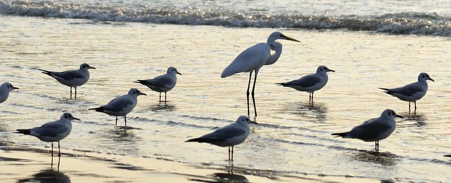 ಕಾರವಾರದ ಟ್ಯಾಗೋರ್ ಕಡಲತೀರದಲ್ಲಿ ಕೊಕ್ಕರೆಯ ಜತೆಗೆ ಗಲ್ ಪಕ್ಷಿಗಳ ಗುಂಪುಚಿತ್ರ:ಅಮಿತ್ ಹೆಗಡೆ